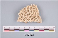 藏品(珊瑚化石)的圖片